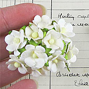 Small White Mulberry Blossoms*