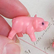 Miniature Piglet